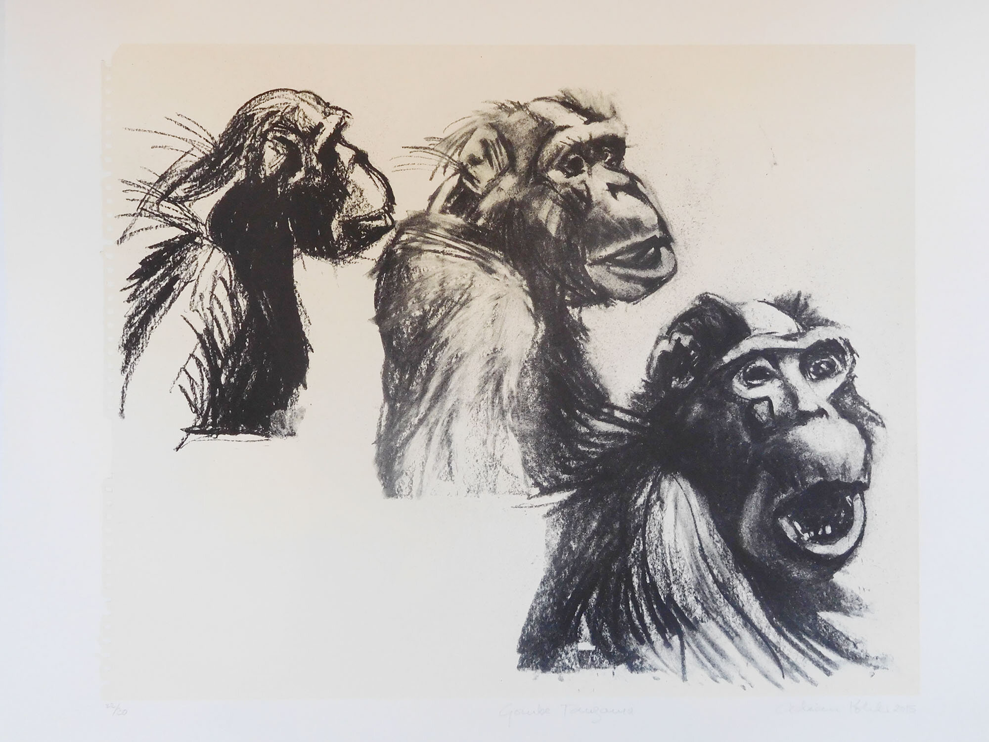 Gombe Tanzania, , , Adrian Kohler