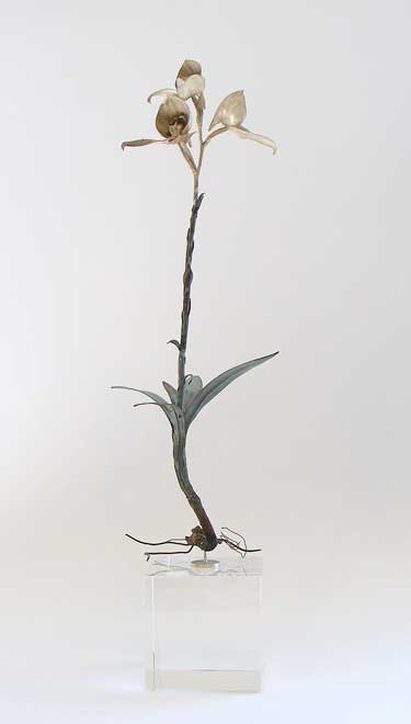 Nic Bladen-Disa meristem