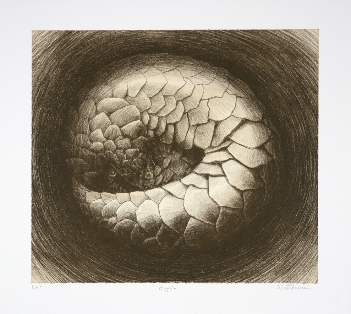 Walter Oltmann - Pangolin