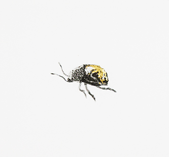 Jane-Eppel,-Beetle