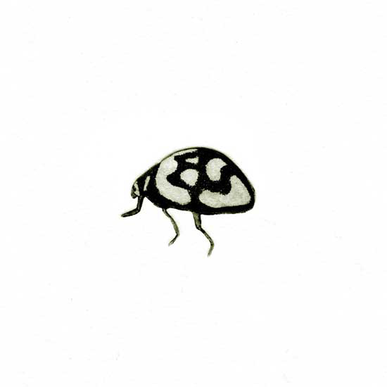 Jane Eppel Insect-X