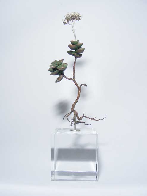 Nic Bladen-Crassula rupestris (sosatiebos)2
